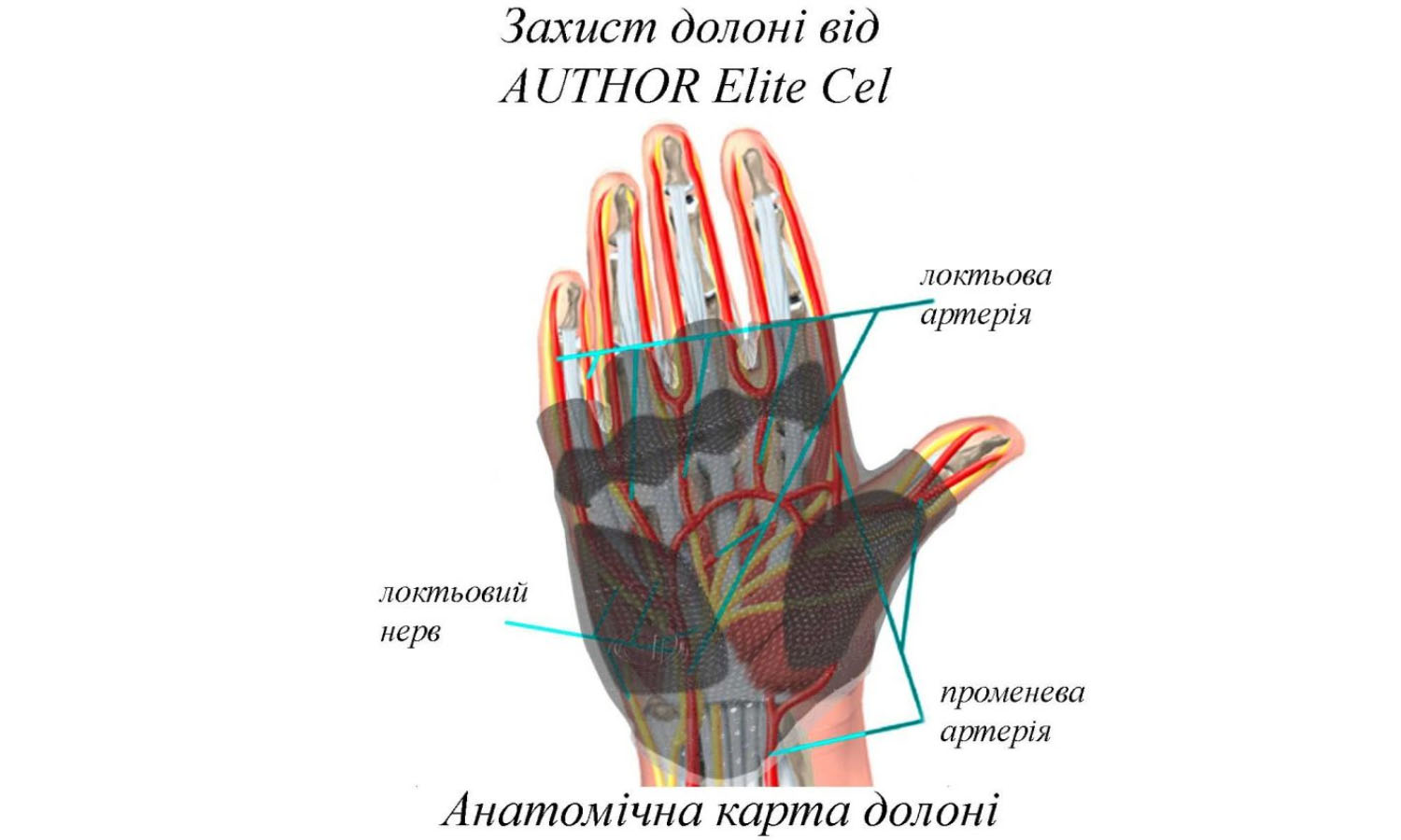 Перчатки Author Men Sport Gel short fingers, размер S, черные 3
